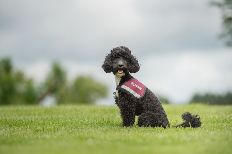 Hearing Dogs for Deaf People work hard to match deaf people with the perfect hearing dog 