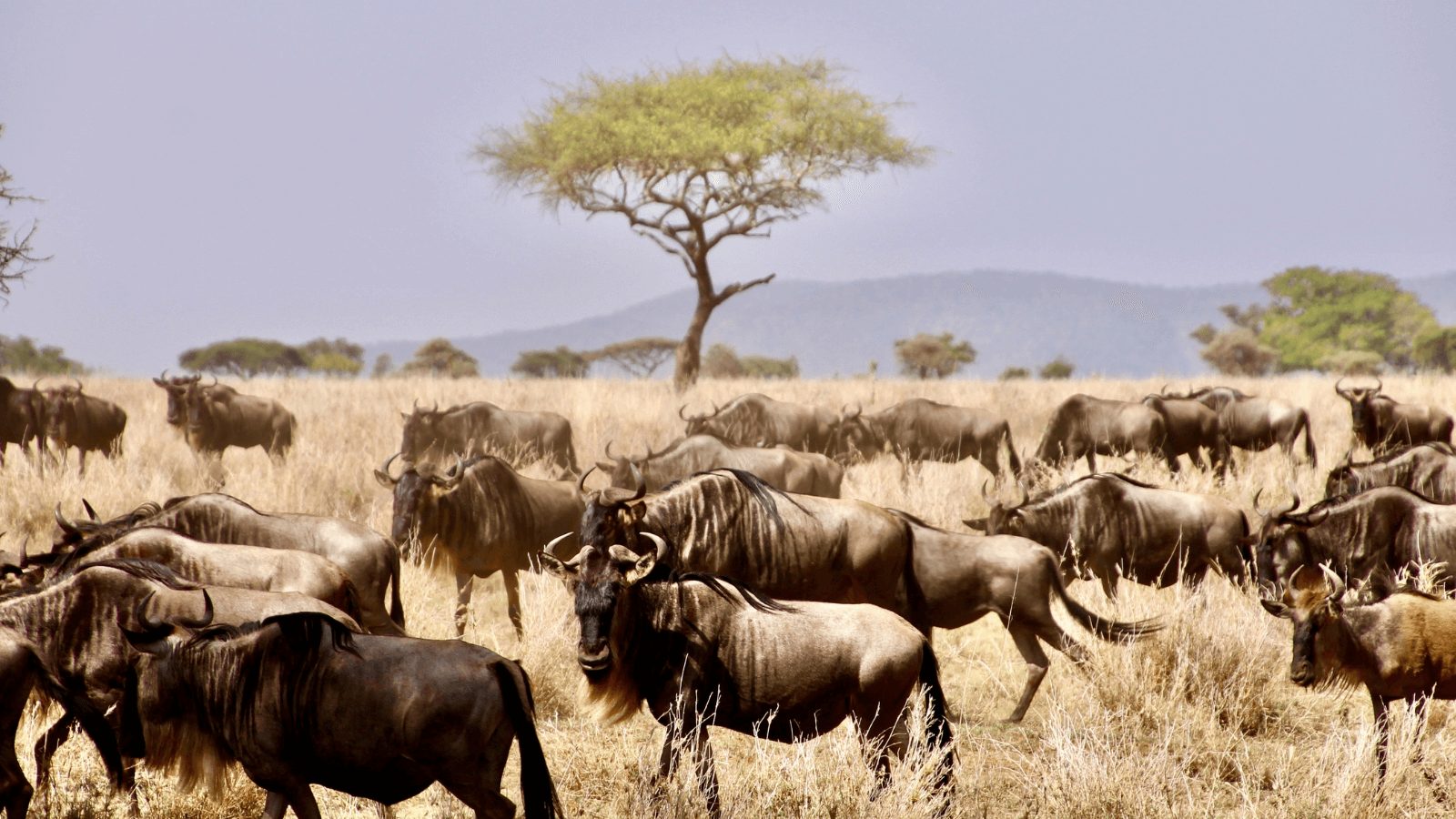 UNESCO World Heritage sites - Serengeti National Park