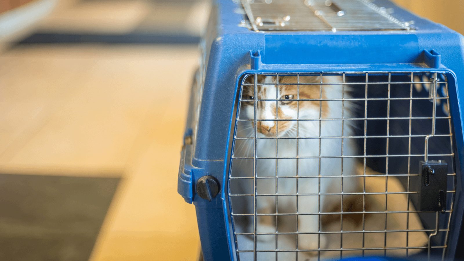 cat in a container