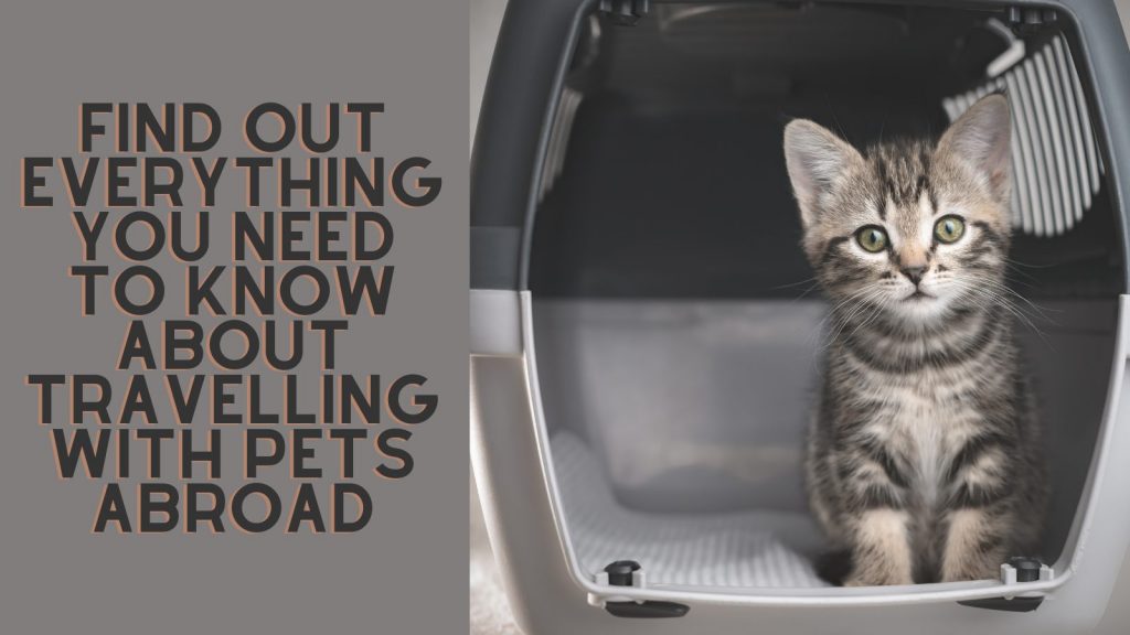 Travelling With Your Pet A Complete Guide APS Blog